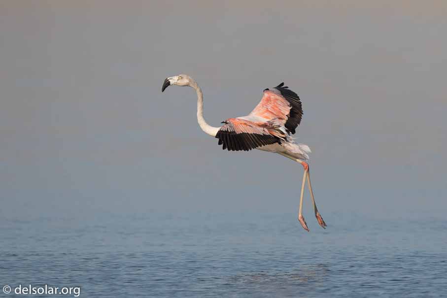 Canon EOS 7D Mark II  --  600 mm  --  EF600mm f/4L IS II USM  