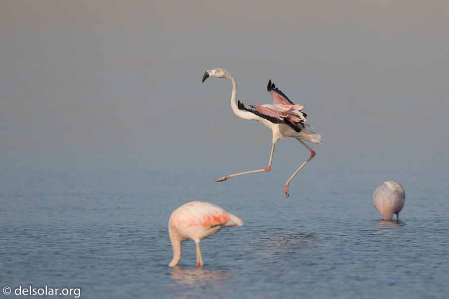 Canon EOS 7D Mark II  --  600 mm  --  EF600mm f/4L IS II USM  