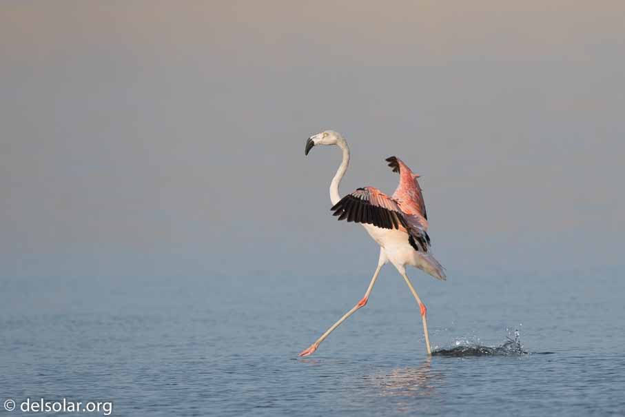 Canon EOS 7D Mark II  --  600 mm  --  EF600mm f/4L IS II USM  