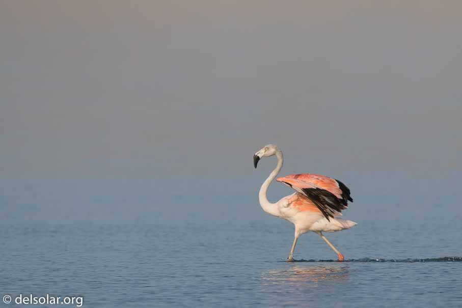 Canon EOS 7D Mark II  --  600 mm  --  EF600mm f/4L IS II USM  