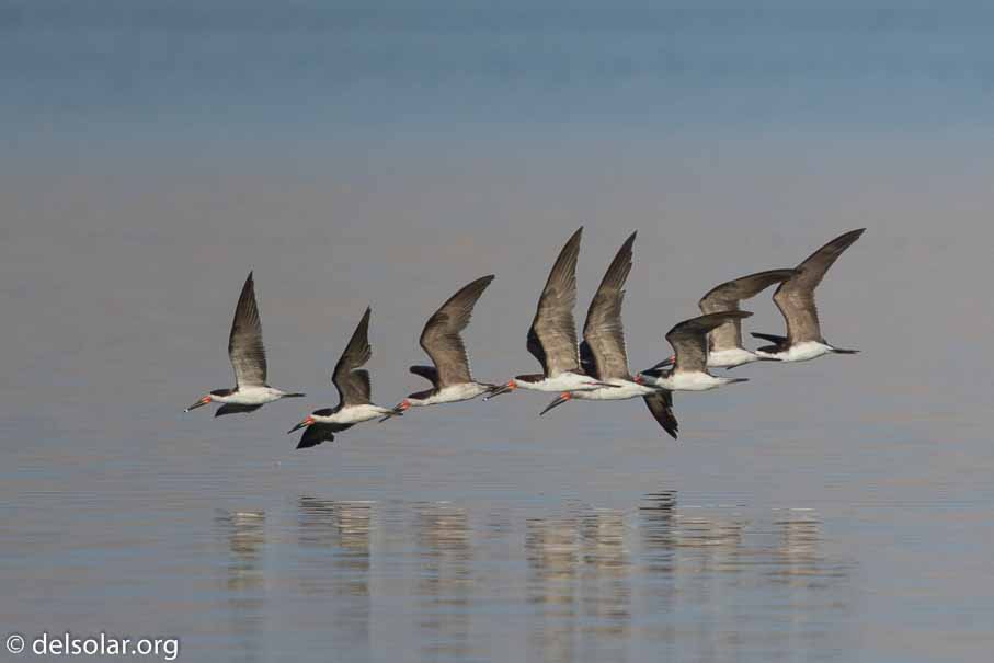 Canon EOS 7D Mark II  --  600 mm  --  EF600mm f/4L IS II USM  