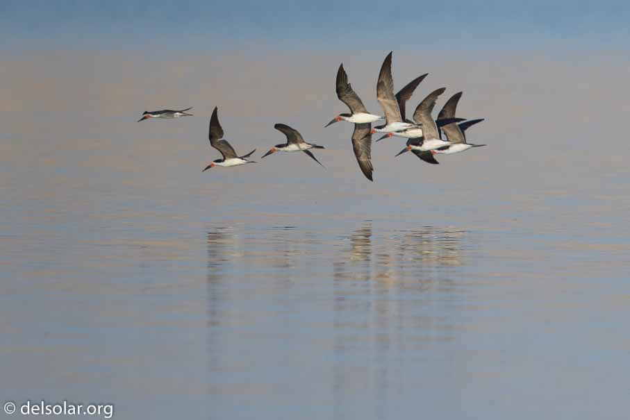 Canon EOS 7D Mark II  --  600 mm  --  EF600mm f/4L IS II USM  