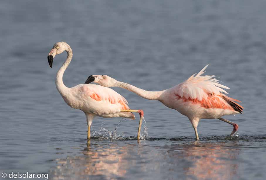 Canon EOS 7D Mark II  --  600 mm  --  EF600mm f/4L IS II USM  