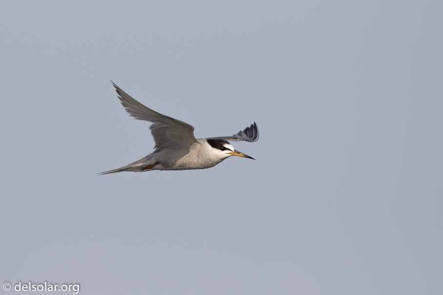 Canon EOS 7D Mark II  --  600 mm  --  EF600mm f/4L IS II USM  