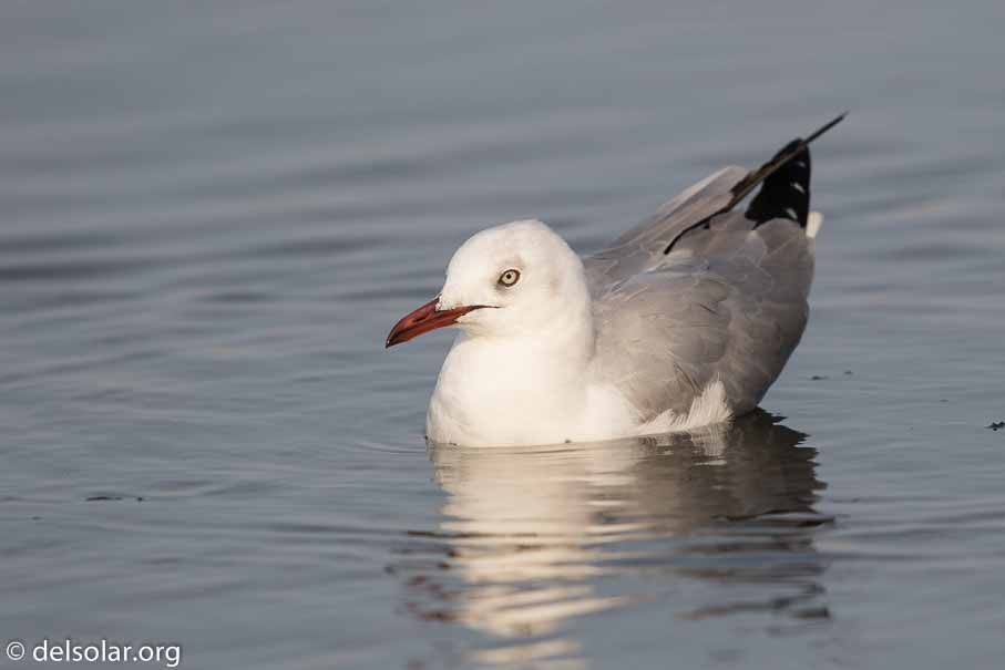 Canon EOS 7D Mark II  --  600 mm  --  EF600mm f/4L IS II USM  