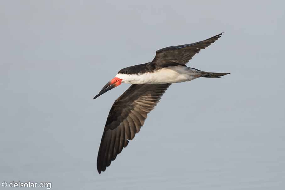 Canon EOS 7D Mark II  --  600 mm  --  EF600mm f/4L IS II USM  