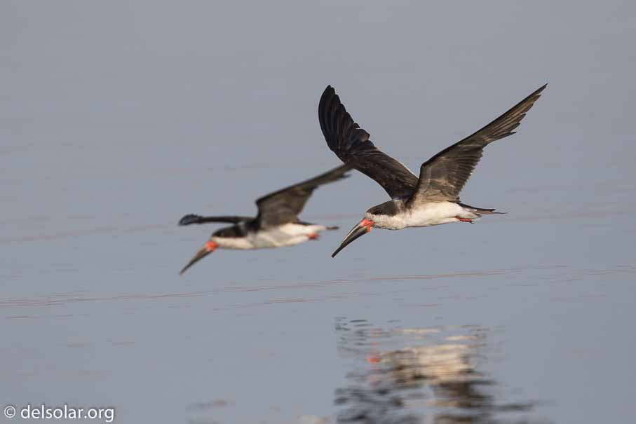 Canon EOS 7D Mark II  --  600 mm  --  EF600mm f/4L IS II USM  