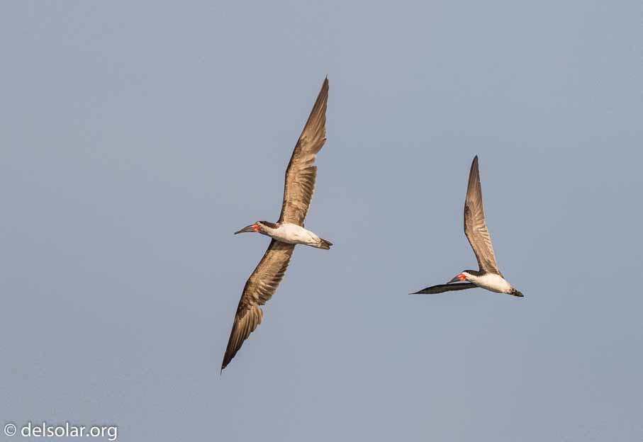 Canon EOS 7D Mark II  --  600 mm  --  EF600mm f/4L IS II USM  