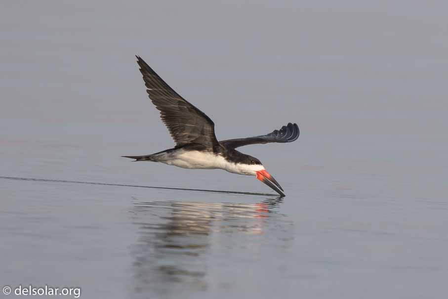 Canon EOS 7D Mark II  --  600 mm  --  EF600mm f/4L IS II USM  