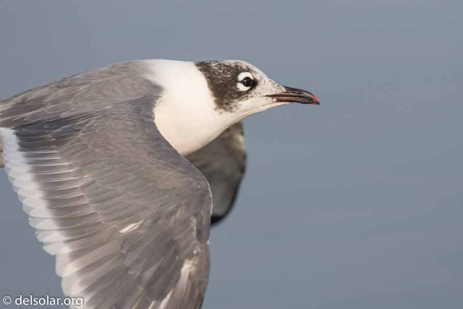 Canon EOS 7D Mark II  --  600 mm  --  EF600mm f/4L IS II USM  