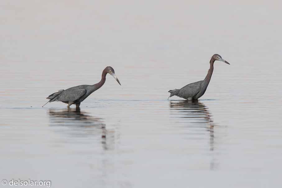 Canon EOS 7D Mark II  --  600 mm  --  EF600mm f/4L IS II USM  