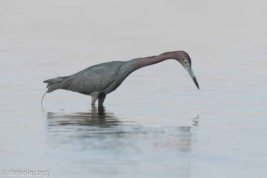 Canon EOS 7D Mark II  --  600 mm  --  EF600mm f/4L IS II USM  