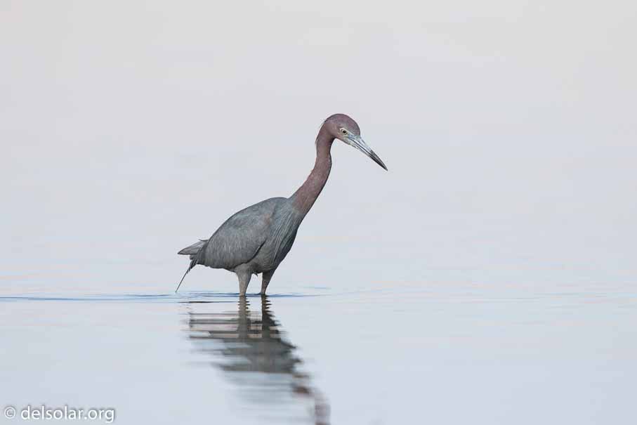 Canon EOS 7D Mark II  --  600 mm  --  EF600mm f/4L IS II USM  