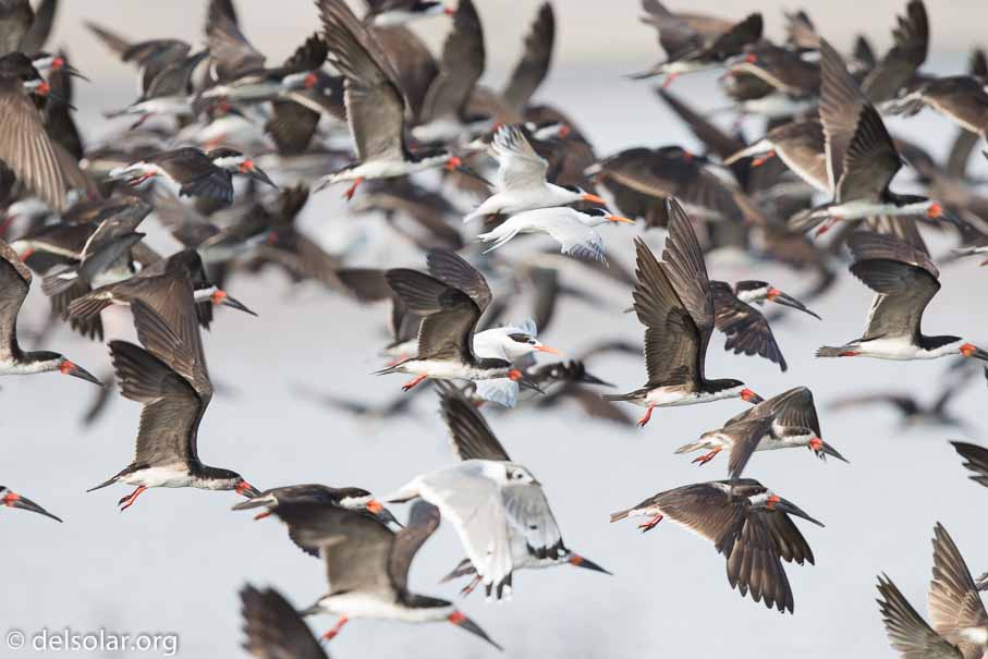 Canon EOS 7D Mark II  --  600 mm  --  EF600mm f/4L IS II USM  