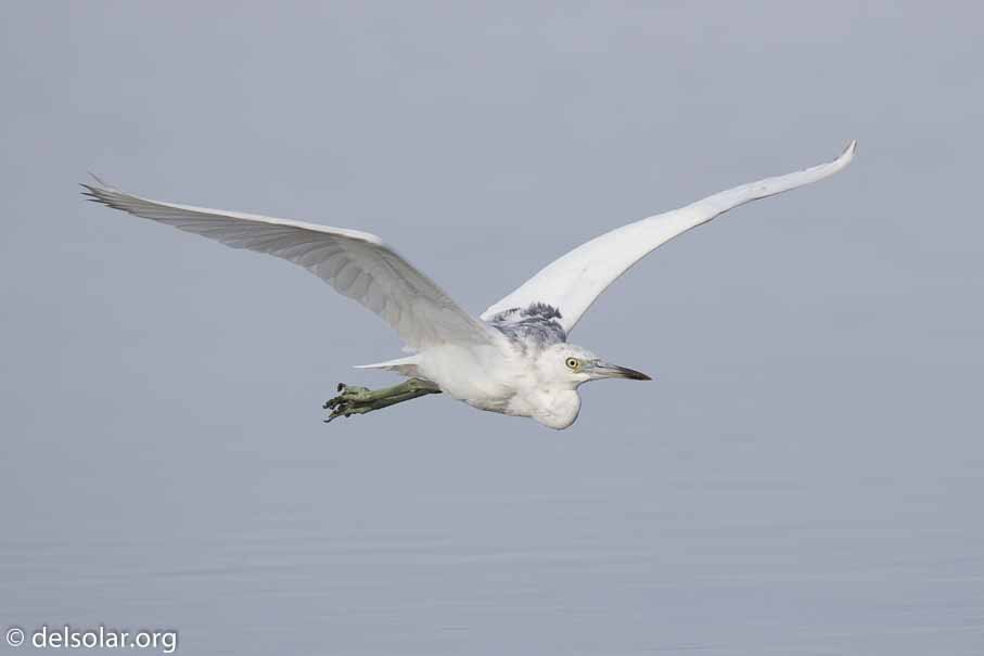 Canon EOS 7D Mark II  --  600 mm  --  EF600mm f/4L IS II USM  