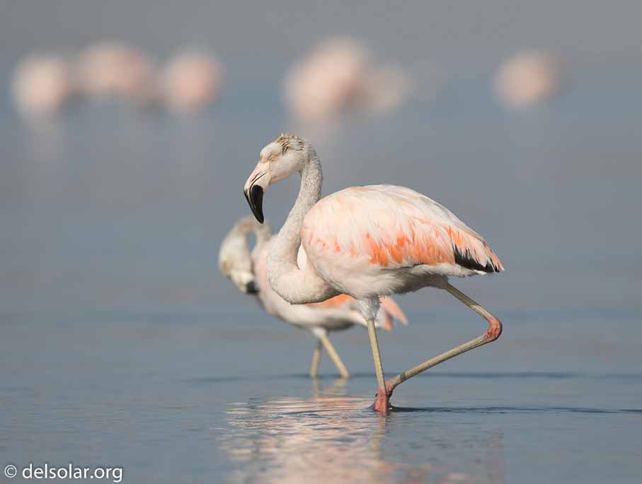 Canon EOS 7D Mark II  --  600 mm  --  EF600mm f/4L IS II USM  