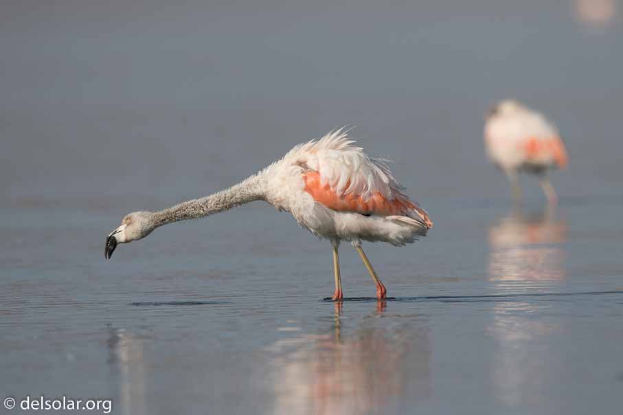 Canon EOS 7D Mark II  --  600 mm  --  EF600mm f/4L IS II USM  