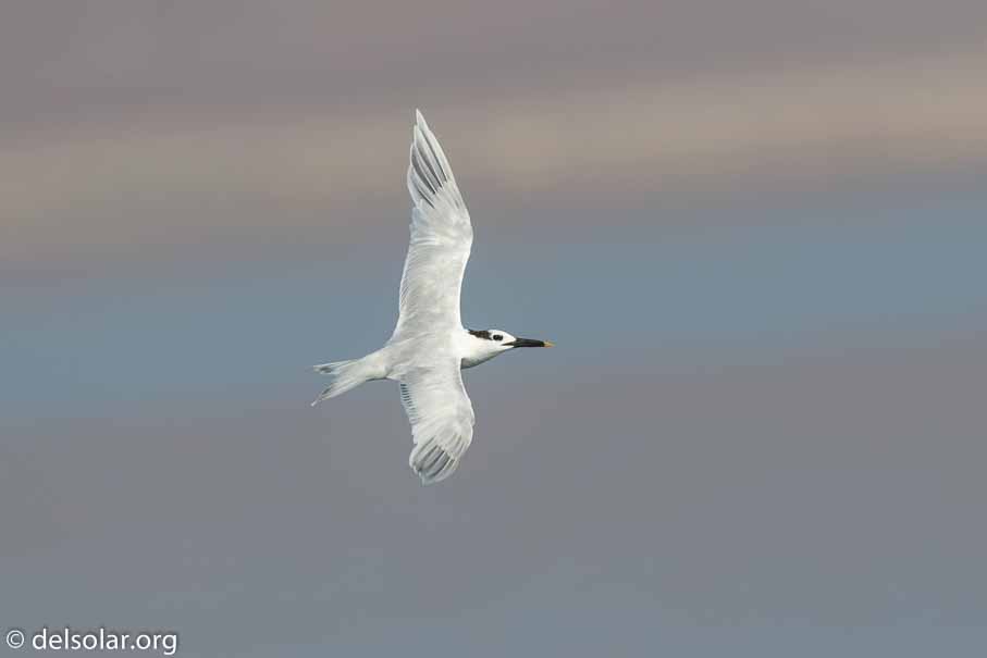 Canon EOS 7D Mark II  --  600 mm  --  EF600mm f/4L IS II USM  