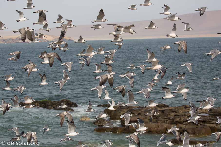 Canon EOS 5D Mark III  --  100 mm  --  EF100-400mm f/4.5-5.6L IS II USM  