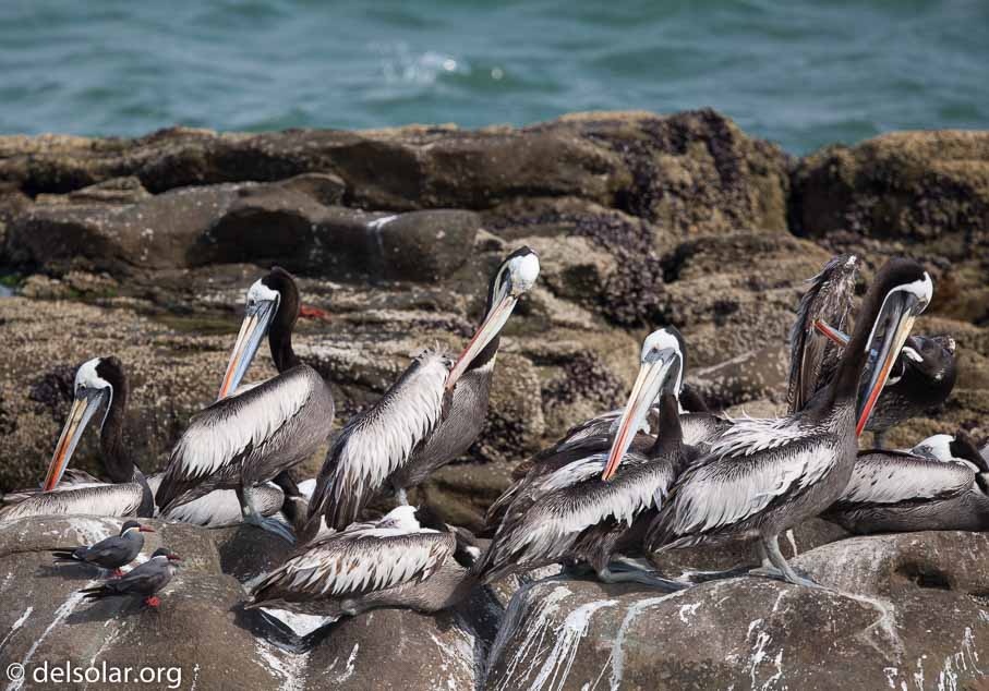 Canon EOS 5D Mark III  --  600 mm  --  EF600mm f/4L IS II USM  