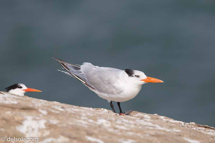 Canon EOS 5D Mark III  --  600 mm  --  EF600mm f/4L IS II USM  