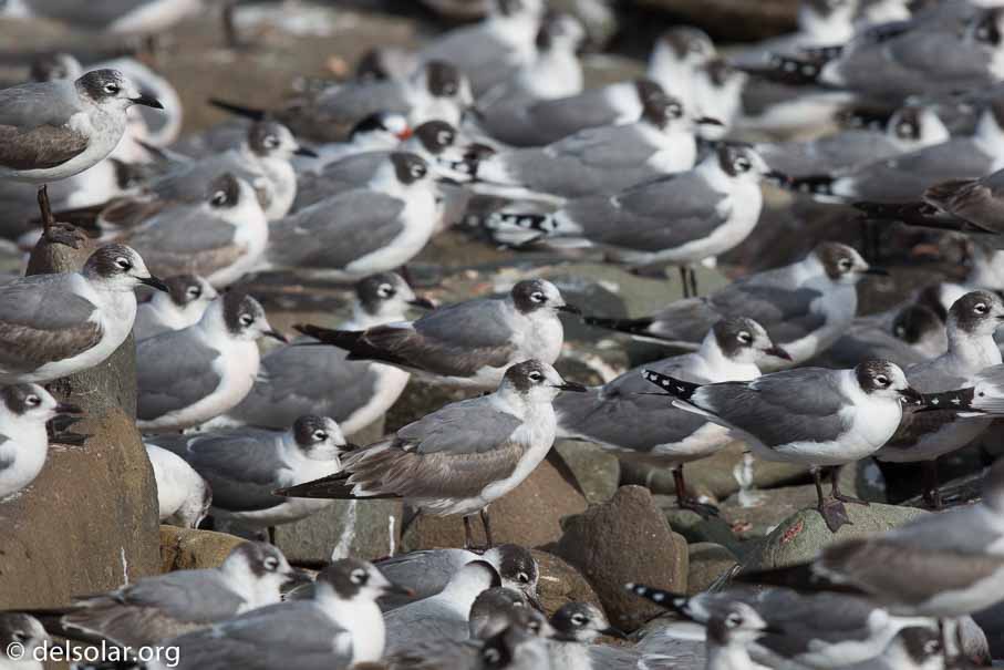 Canon EOS 5D Mark III  --  600 mm  --  EF600mm f/4L IS II USM  