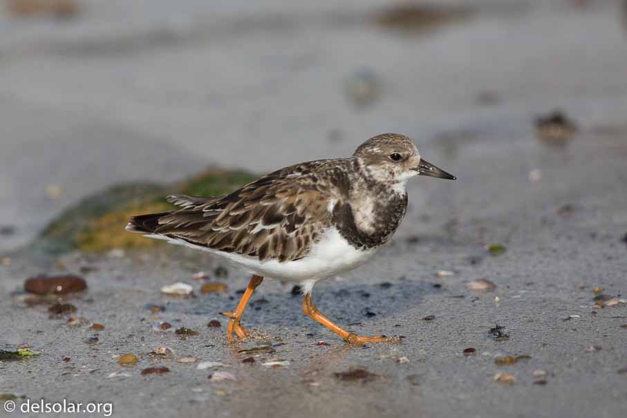 Canon EOS 5D Mark III  --  600 mm  --  EF600mm f/4L IS II USM  