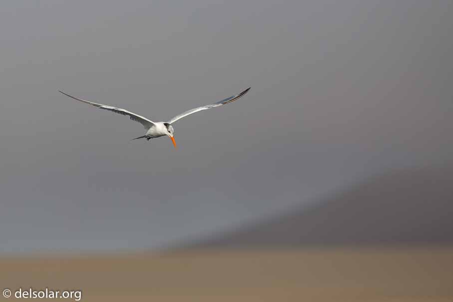 Canon EOS 5D Mark III  --  600 mm  --  EF600mm f/4L IS II USM  