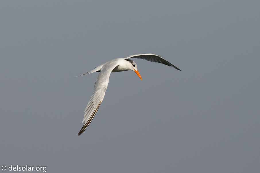 Canon EOS 5D Mark III  --  600 mm  --  EF600mm f/4L IS II USM  