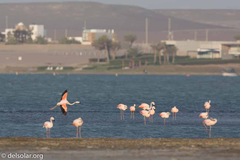 Canon EOS 5D Mark III  --  600 mm  --  EF600mm f/4L IS II USM  