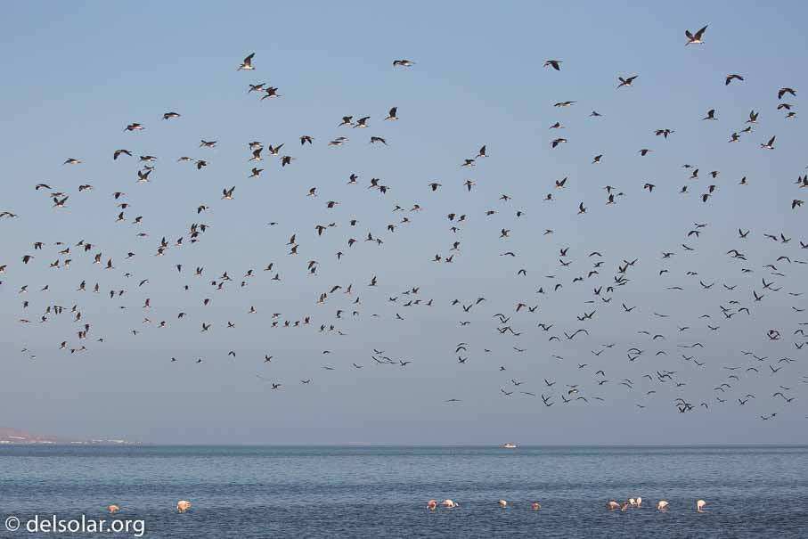 Canon EOS 5D Mark III  --  100 mm  --  EF100-400mm f/4.5-5.6L IS II USM  