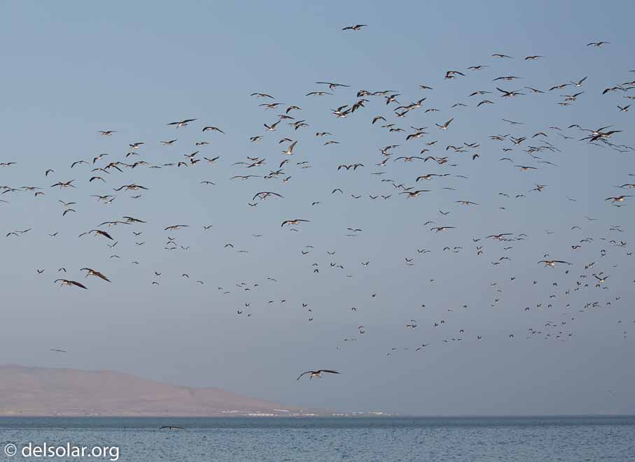 Canon EOS 5D Mark III  --  100 mm  --  EF100-400mm f/4.5-5.6L IS II USM  