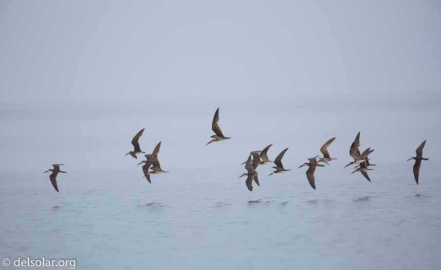 Canon EOS 5D Mark III  --  600 mm  --  EF600mm f/4L IS II USM  