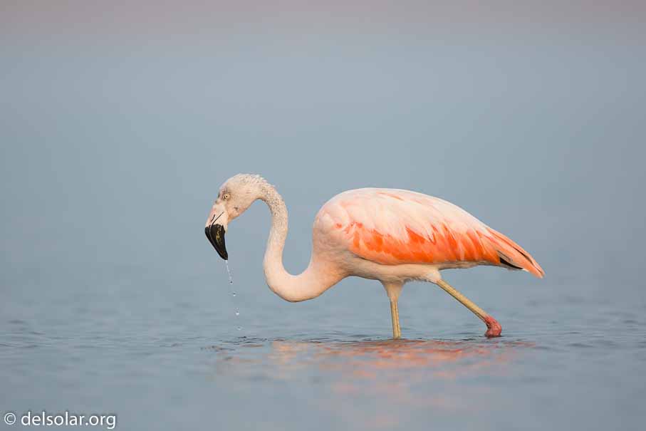 Canon EOS 5D Mark III  --  600 mm  --  EF600mm f/4L IS II USM  