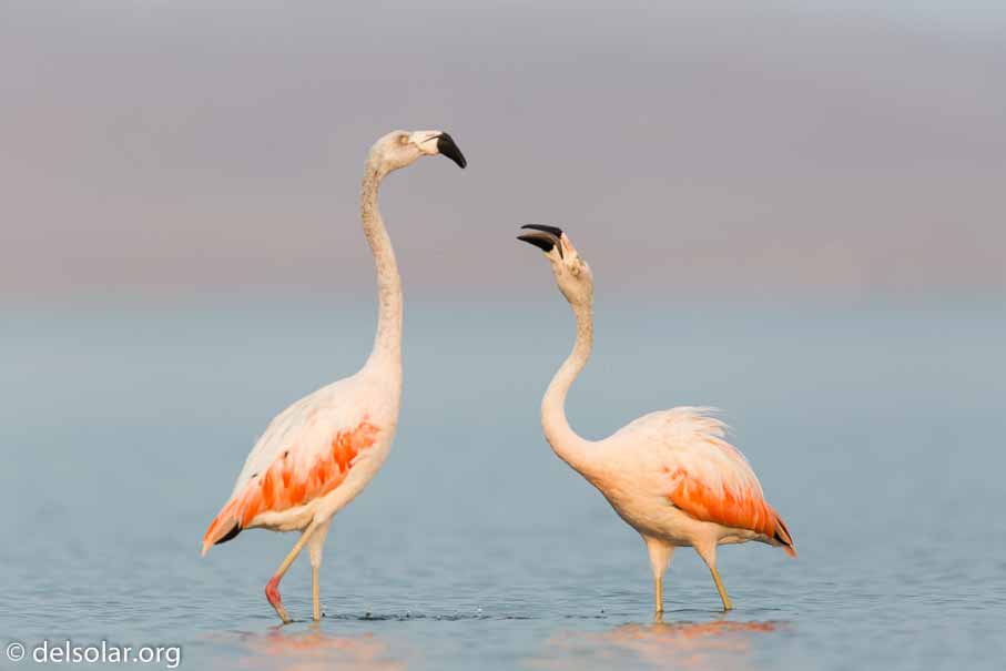 Canon EOS 5D Mark III  --  600 mm  --  EF600mm f/4L IS II USM  