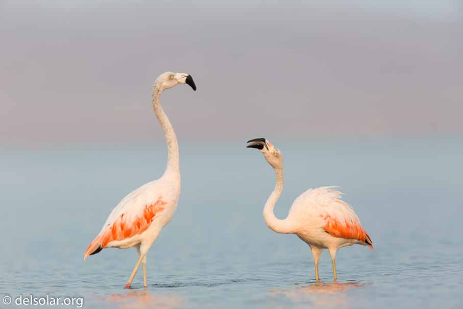 Canon EOS 5D Mark III  --  600 mm  --  EF600mm f/4L IS II USM  