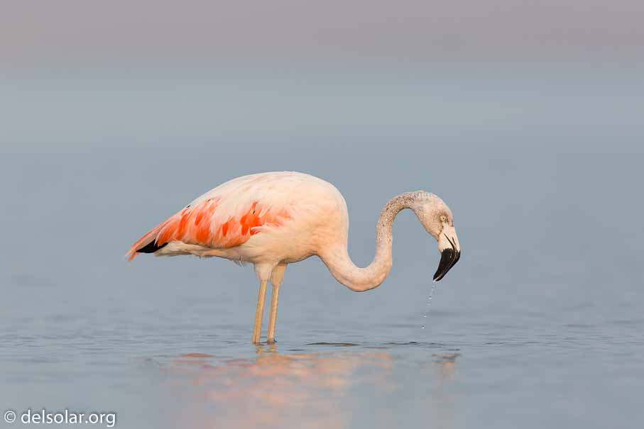 Canon EOS 5D Mark III  --  600 mm  --  EF600mm f/4L IS II USM  