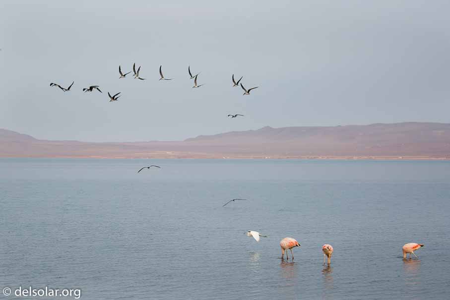 Canon EOS 5D Mark III  --  100 mm  --  EF100-400mm f/4.5-5.6L IS II USM  