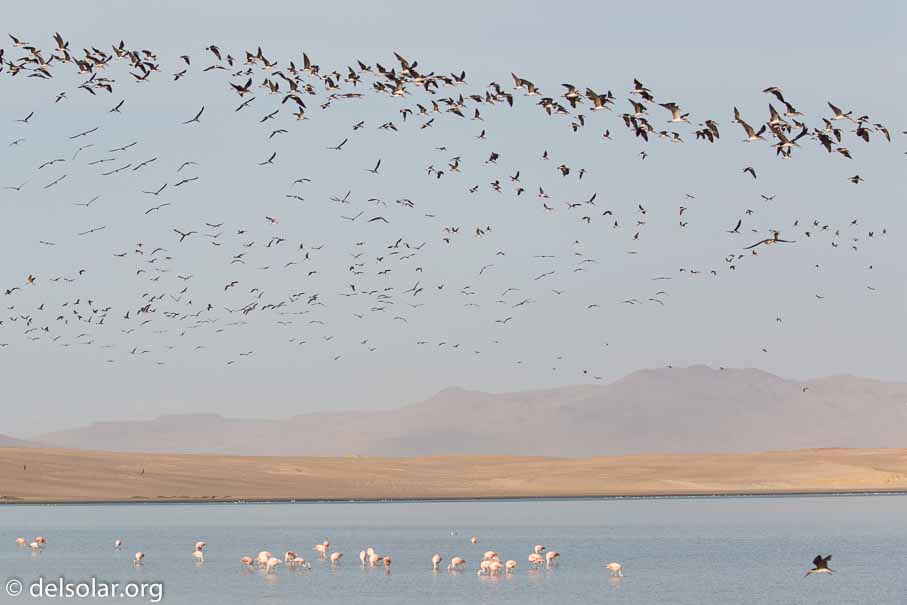 Canon EOS 5D Mark III  --  100 mm  --  EF100-400mm f/4.5-5.6L IS II USM  