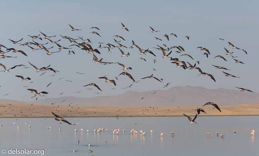 Canon EOS 5D Mark III  --  100 mm  --  EF100-400mm f/4.5-5.6L IS II USM  