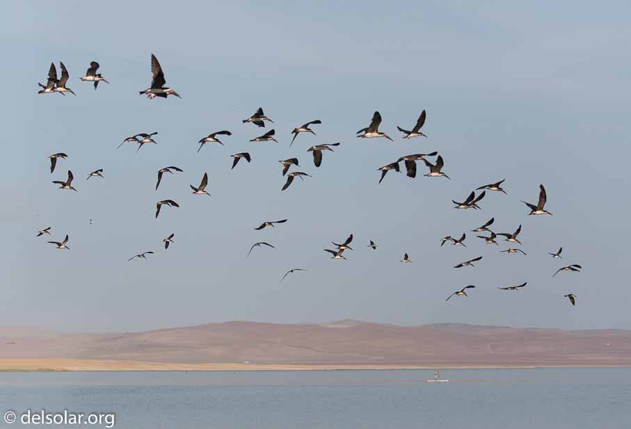 Canon EOS 5D Mark III  --  100 mm  --  EF100-400mm f/4.5-5.6L IS II USM  