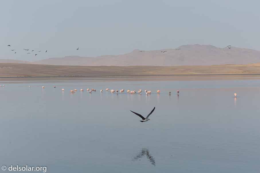 Canon EOS 5D Mark III  --  110 mm  --  EF100-400mm f/4.5-5.6L IS II USM  