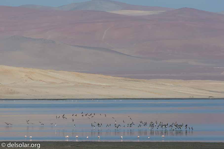 Canon EOS 5D Mark III  --  400 mm  --  EF100-400mm f/4.5-5.6L IS II USM  