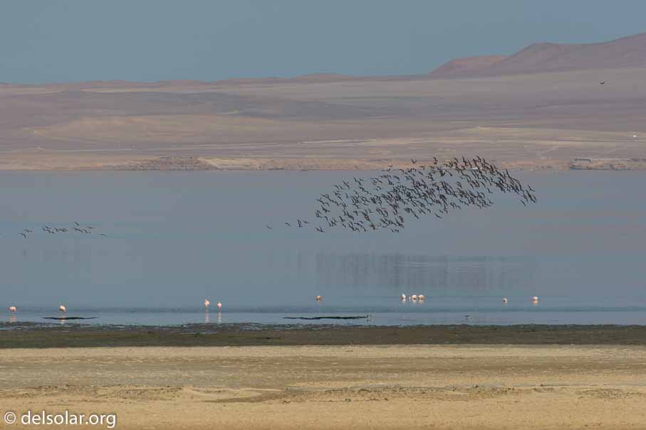 Canon EOS 5D Mark III  --  400 mm  --  EF100-400mm f/4.5-5.6L IS II USM  