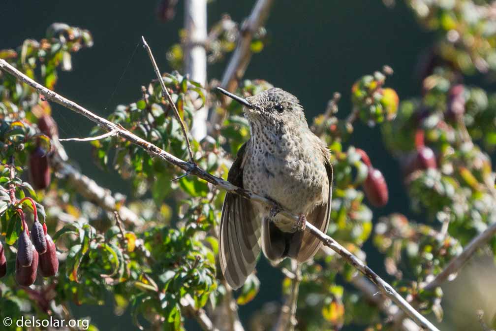 ILCE-6500  --  FE 200-600mm F5.6-6.3 G OSS -- 1/1250 sec at f / 7.1 -- ISO 1600 -- 0 EV -- 