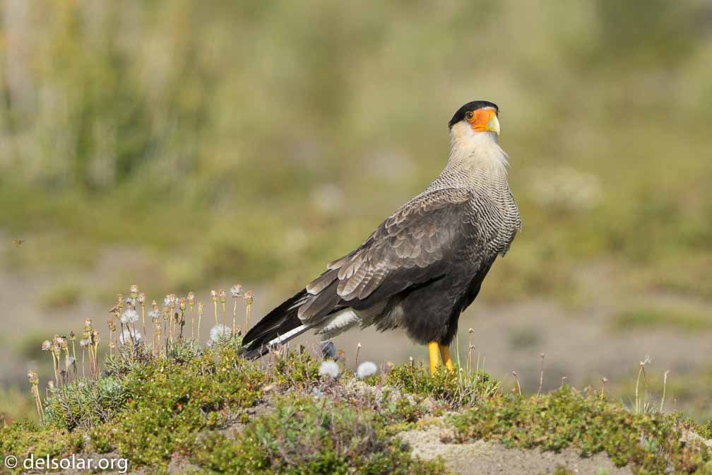 ILCE-6500  --  FE 200-600mm F5.6-6.3 G OSS -- 1/1600 sec at f / 7.1 -- ISO 640 -- 0 EV -- 