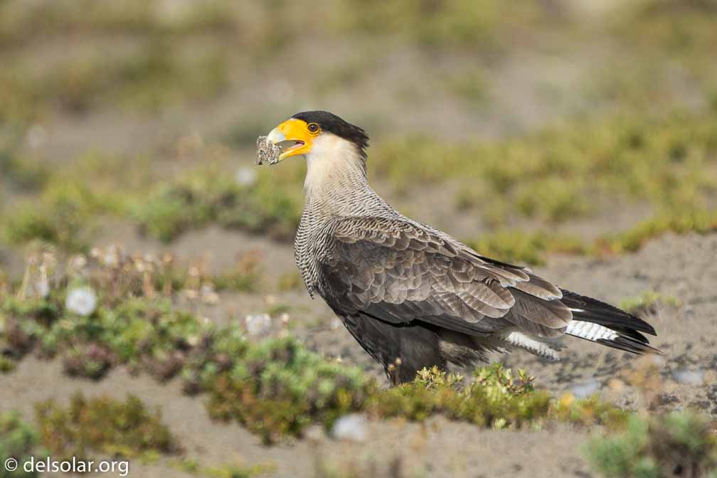 ILCE-6500  --  FE 200-600mm F5.6-6.3 G OSS -- 1/1600 sec at f / 7.1 -- ISO 640 -- 0 EV -- 