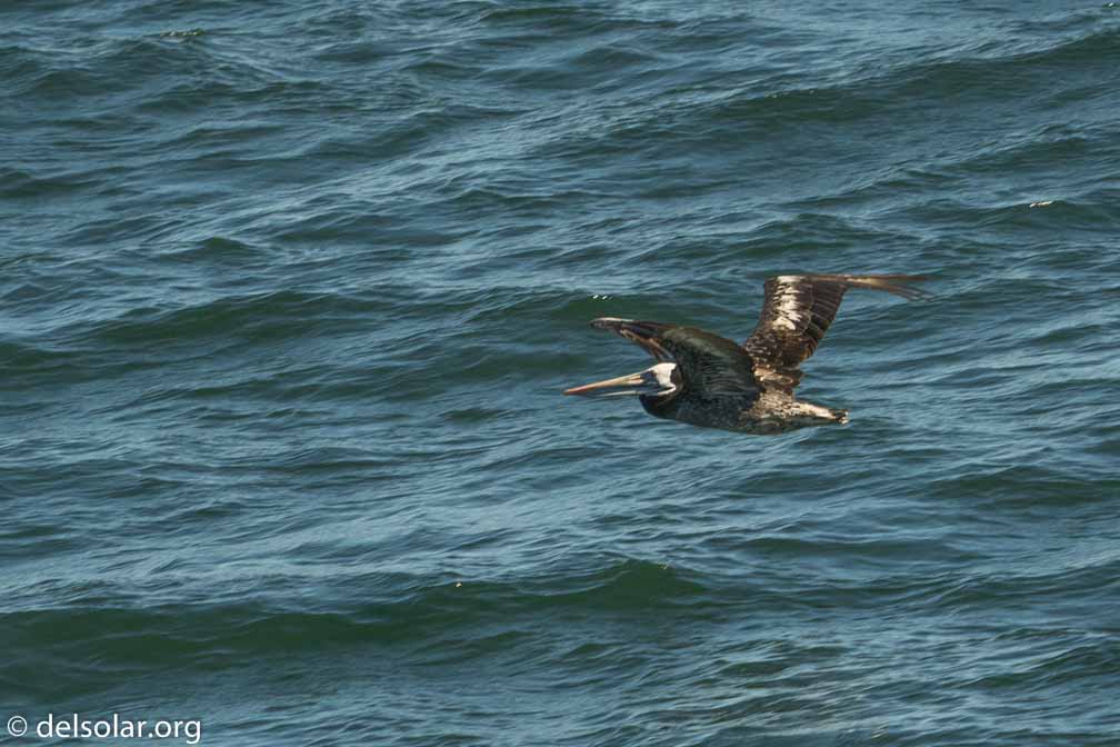 ILCE-6500  --  FE 200-600mm F5.6-6.3 G OSS -- 1/1600 sec at f / 7.1 -- ISO 320 -- 0 EV -- 