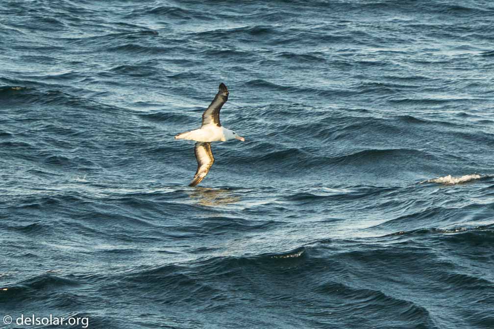 ILCE-6500  --  FE 200-600mm F5.6-6.3 G OSS -- 1/1250 sec at f / 6.3 -- ISO 2000 -- 0 EV -- 