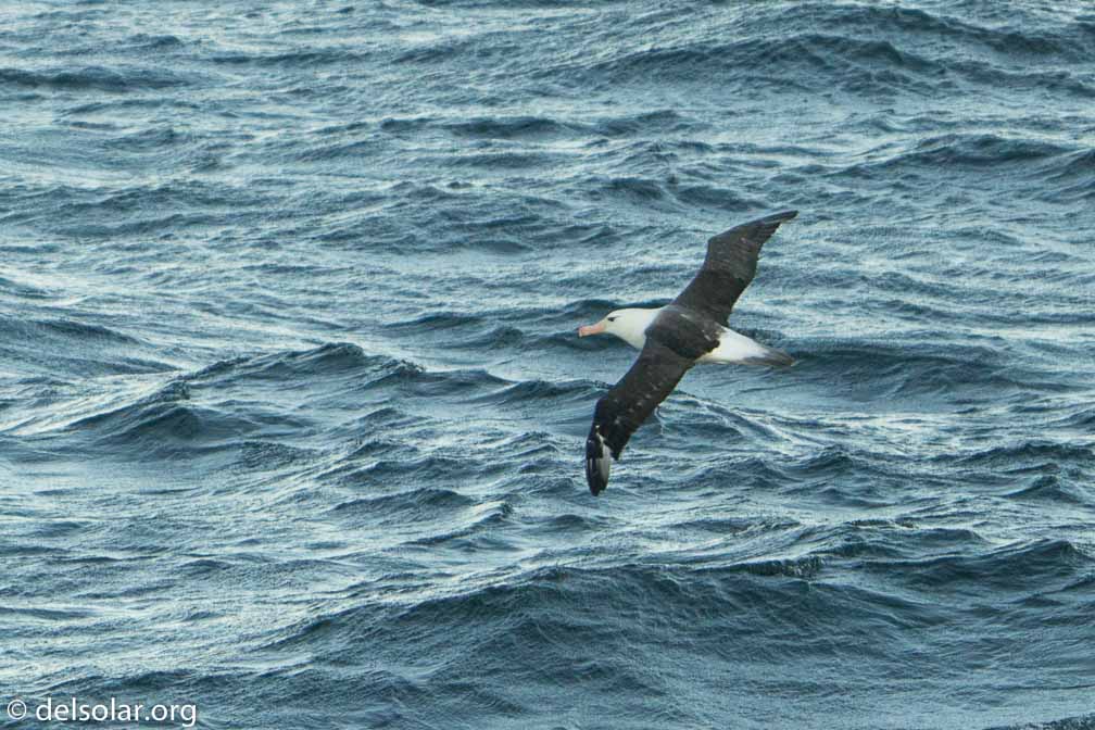 ILCE-6500  --  FE 200-600mm F5.6-6.3 G OSS -- 1/1250 sec at f / 6.3 -- ISO 1000 -- 0 EV -- 